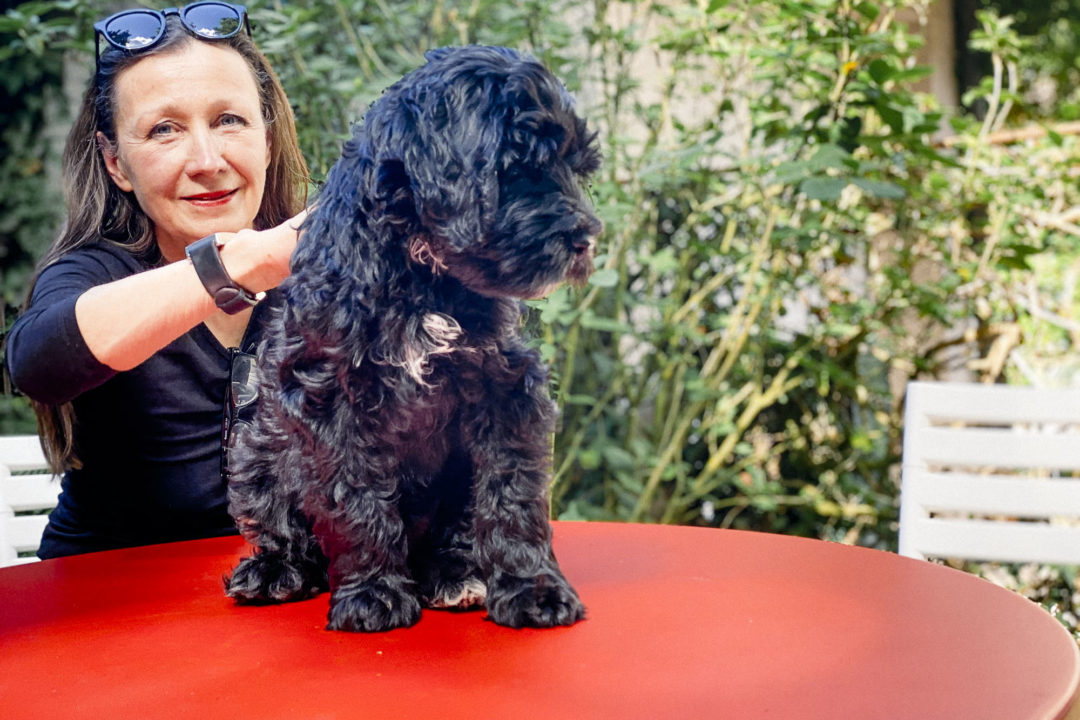 Neu im moobel-Team: Cobberdog Milou